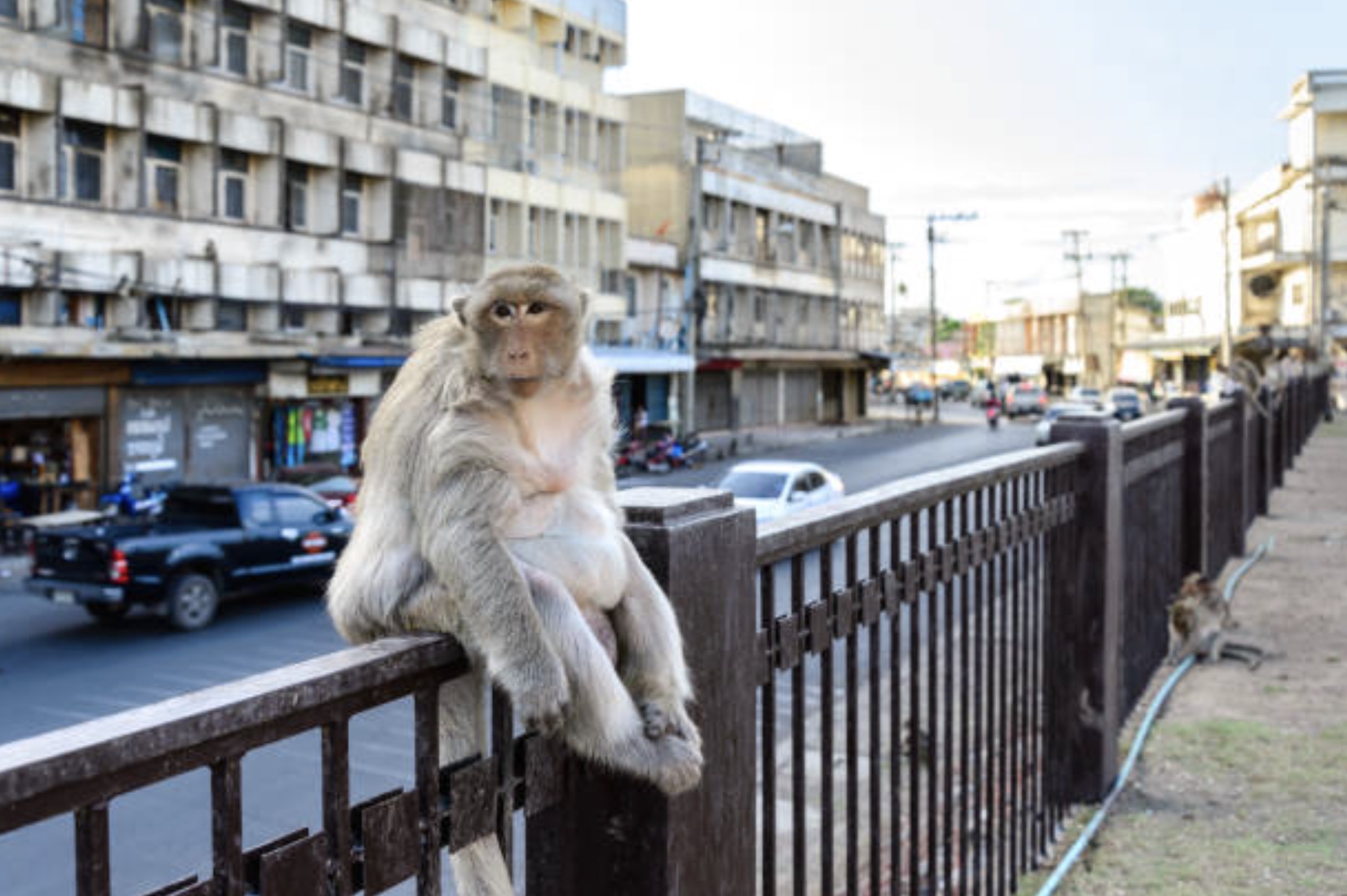 30 Pics Showing The Unstoppable Monkeyfication of Our Cities 